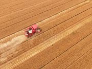 Cina: raccolta oltre la metà del grano invernale
