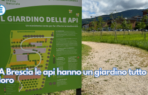 A Brescia le api hanno un giardino tutto loro