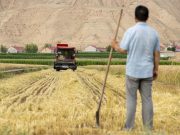 Cina: Ningxia, raccolta del grano a Tongxin