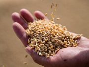 Cina: registra raccolto di grano estivo eccezionale nel 2024