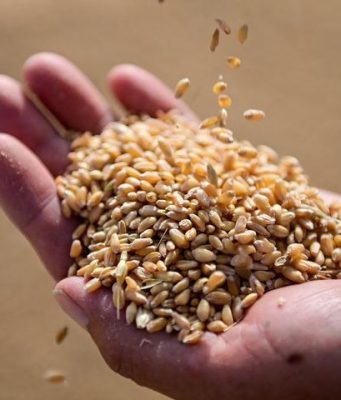Cina: registra raccolto di grano estivo eccezionale nel 2024