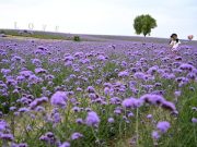 Cina: giardino ecologico fiorito sul deserto di Maowusu a Yinchuan