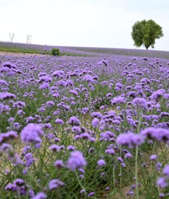 Cina: giardino ecologico fiorito sul deserto di Maowusu a Yinchuan