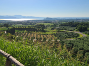 Brescia si conferma cuore pulsante dell’olivicoltura lombarda