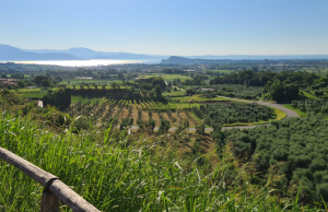Brescia si conferma cuore pulsante dell’olivicoltura lombarda
