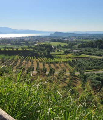Brescia si conferma cuore pulsante dell’olivicoltura lombarda