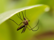 Sospetto caso di Dengue a Bornato. Domani la disinfestazione