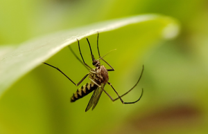 Sospetto caso di Dengue a Bornato. Domani la disinfestazione