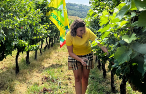 Vendemmia in Franciacorta: ci siamo quasi e sarà un’ottima annata