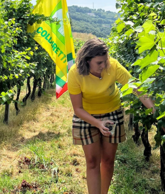 Vendemmia in Franciacorta: ci siamo quasi e sarà un’ottima annata