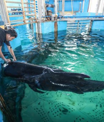 Cina: convalescenza di un globicefalo di Gray a Sanya