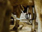 Anche le mucche patiscono il caldo e la produzione cala