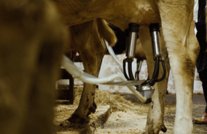 Anche le mucche patiscono il caldo e la produzione cala