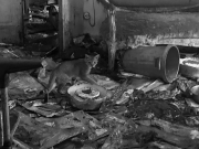 L’Enpa salva 40 gatti ammassati in un appartamento a Brescia