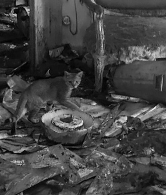 L’Enpa salva 40 gatti ammassati in un appartamento a Brescia