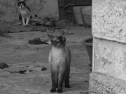 Lanciata una raccolta fondi per gli oltre 60 gatti recuperati