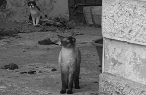 Lanciata una raccolta fondi per gli oltre 60 gatti recuperati