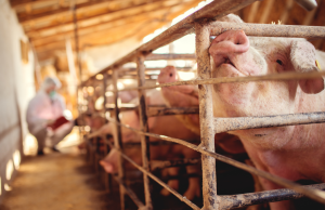 Peste suina, Coldiretti Brescia: “Non è colpa degli allevatori”