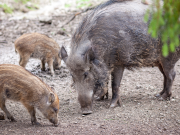 A Lodrino una mozione per “decinghializzare” il paese