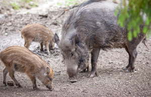 A Lodrino una mozione per “decinghializzare” il paese