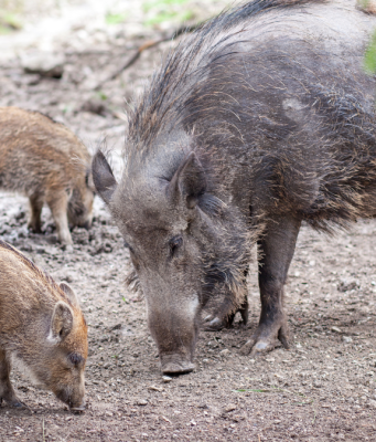 A Lodrino una mozione per “decinghializzare” il paese
