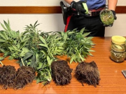 Cercano una donna scomparsa e trovano una coltivazione di cannabis