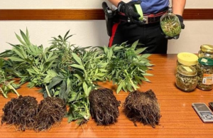Cercano una donna scomparsa e trovano una coltivazione di cannabis