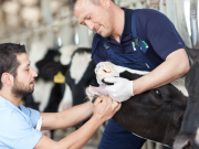 Coldiretti Brescia lancia l’allarme “blue tongue” per ovini e bovini