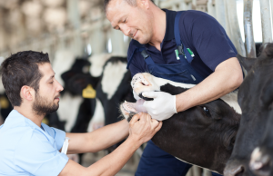 Coldiretti Brescia lancia l’allarme “blue tongue” per ovini e bovini