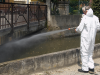 Dengue autoctono: disinfestazione a Ospitaletto, Monticelli e Gussago