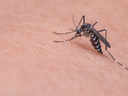 In provincia di Brescia c’è un caso di febbre Dengue autoctono