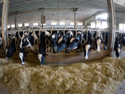 La Blue tongue si avvicina a Brescia. 9 Comuni nell’area di restrizione