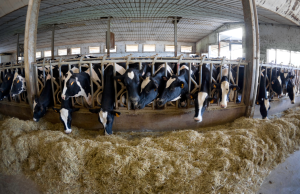 La Blue tongue si avvicina a Brescia. 9 Comuni nell’area di restrizione