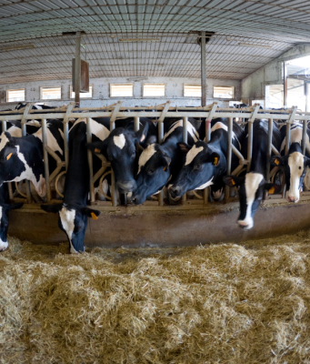 La Blue tongue si avvicina a Brescia. 9 Comuni nell’area di restrizione