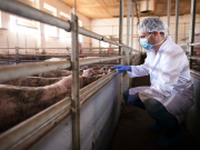 La Peste suina ora preoccupa anche gli allevatori bresciani