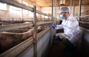 La Peste suina ora preoccupa anche gli allevatori bresciani