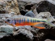 Cina: Guangdong, scoperta a Huidong nuova specie di pesce ciprinide