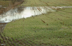 Maltempo, Coldiretti: “L’agricoltura lombarda è paralizzata”