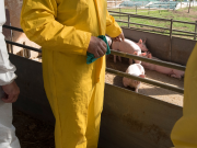 Peste suina, Coldiretti: “Indennizzi per danni diretti e indiretti”