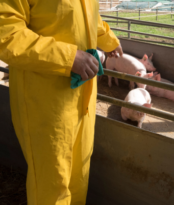 Peste suina, Coldiretti: “Indennizzi per danni diretti e indiretti”