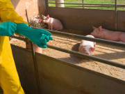 Psa, Coldiretti: “Bene nuove misure, ma servono indennizzi”