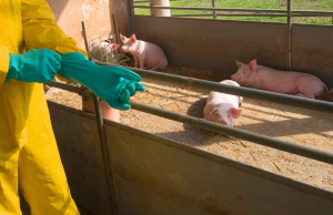 Psa, Coldiretti: “Bene nuove misure, ma servono indennizzi”