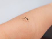 Caso di Dengue in via Carini a Brescia. Sabato la disinfestazione