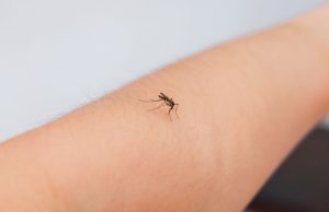 Caso di Dengue in via Carini a Brescia. Sabato la disinfestazione