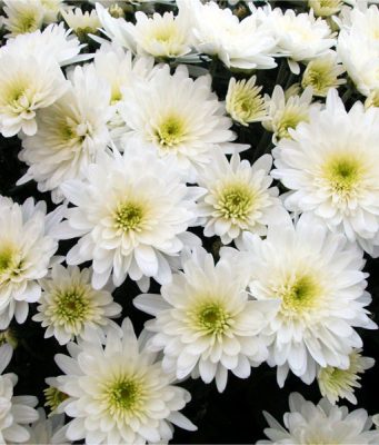 2 novembre, dai crisantemi ai ciclamini: ecco i fiori scelti per ricordare i defunti