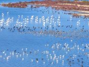 Cina: avvistate quasi 300 cicogne a rischio in zona umida di Hebei