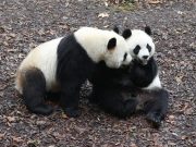 Belgio: tre panda giganti nati nel Paese tornano in Cina