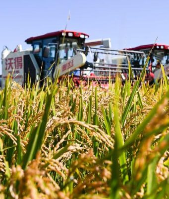 Cina: produzione cereali raggiunge record di 706,5 mln tonnellate nel 2024