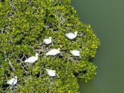 Cina: uccelli migratori in Hainan per trascorrere l’inverno