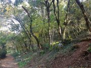 Brescia polmone verde della Lombardia con 171mila ettari di bosco